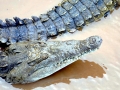 American Crocodile