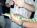 American Crocodile