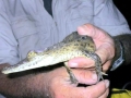 American Crocodile