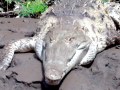 American Crocodile