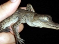 American Crocodile