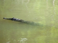 American Crocodile