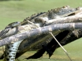 American Crocodile