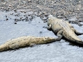 American Crocodile