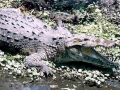 American Crocodile