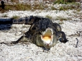 American Crocodile