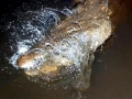 American Crocodile