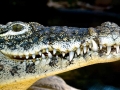 American Crocodile