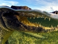 American Crocodile
