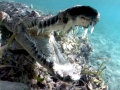 American Crocodile