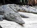 American Crocodile