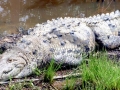 American Crocodile