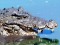 American Crocodile