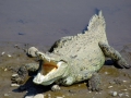 American Crocodile