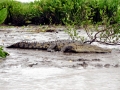 American Crocodile
