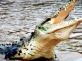 American Crocodile