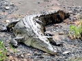 American Crocodile