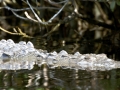 American Crocodile