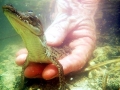 American Crocodile