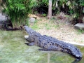 American Crocodile