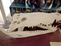 American Crocodile