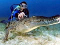 American Crocodile