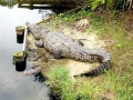 American Crocodile