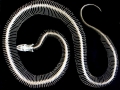 Anaconda