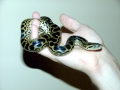 Anaconda