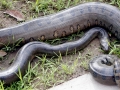 Anaconda