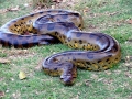 Anaconda