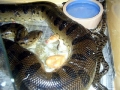 Anaconda