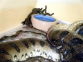 Anaconda
