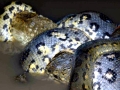 Anaconda