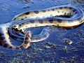 Anaconda