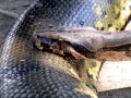 Anaconda