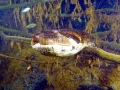Anaconda