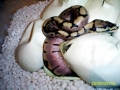 Anaconda