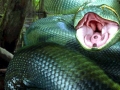 Anaconda