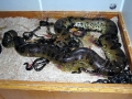 Anaconda