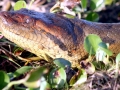 Anaconda