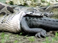 Anaconda