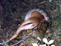 Anaconda
