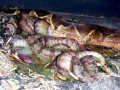Anaconda