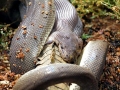 Anaconda
