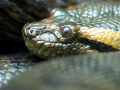 Anaconda