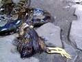 Anaconda