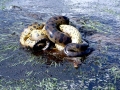 Anaconda