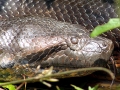 Anaconda