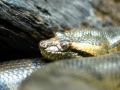 Anaconda